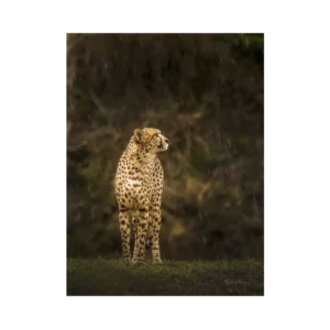 Cheetah in rain af Beth Bülow