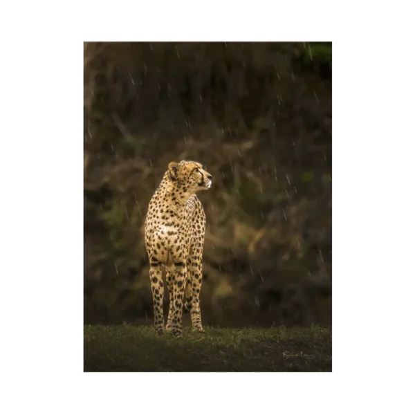 Cheetah in rain af Beth Bülow